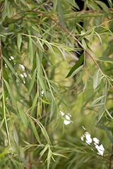 Salix alba tristis gebraucht kaufen  Wird an jeden Ort in Deutschland