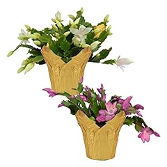 Live flowering spring for sale  Delivered anywhere in USA 