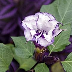 Datura metel semi usato  Spedito ovunque in Italia 