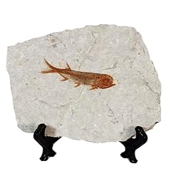 Zonzxcv real fish for sale  Delivered anywhere in USA 