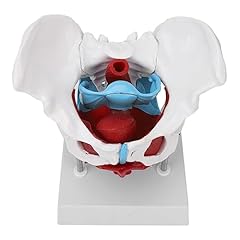 Female pelvis model for sale  Delivered anywhere in UK