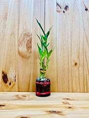 Lucky bamboo ceramic for sale  Delivered anywhere in USA 