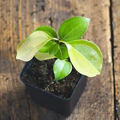 Zimtbaum cinnamomum verum gebraucht kaufen  Wird an jeden Ort in Deutschland