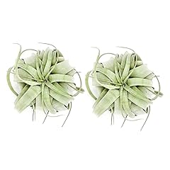 Ragnaroc air plants for sale  Delivered anywhere in USA 