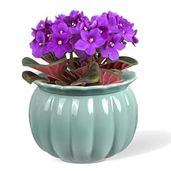 Litudiso african violet for sale  Delivered anywhere in USA 