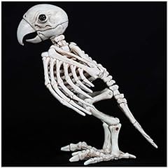 Oiseau squelette animal d'occasion  Livré partout en France