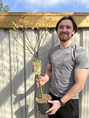 Salix flamingo tree for sale  Delivered anywhere in UK