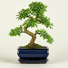 Ulmus parvifolia bonsai gebraucht kaufen  Wird an jeden Ort in Deutschland