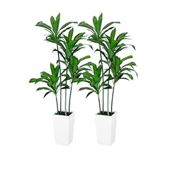 Vivatrees dracaena trees for sale  Delivered anywhere in USA 