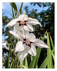 Acidanthera murielae peacock for sale  Delivered anywhere in UK