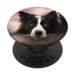 Border collie dog for sale  Delivered anywhere in USA 