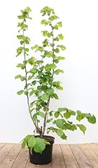 Corylus avellana 100 gebraucht kaufen  Wird an jeden Ort in Deutschland