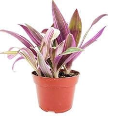 Live indoor houseplant for sale  Delivered anywhere in USA 