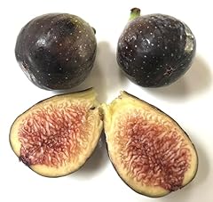 Guajome fig tree for sale  Delivered anywhere in USA 