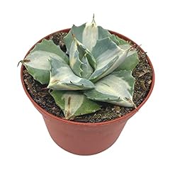 Bubbleblooms agave potatorum for sale  Delivered anywhere in USA 