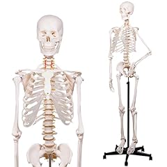 Nlshan human skeleton for sale  Delivered anywhere in USA 