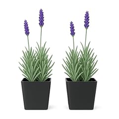 Easy grow french for sale  Delivered anywhere in USA 