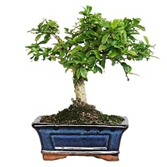 Kentis bonsai carmona usato  Spedito ovunque in Italia 