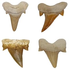 Kaltner präsente denti usato  Spedito ovunque in Italia 