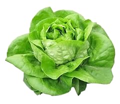 900 butterhead lettuce for sale  Delivered anywhere in USA 