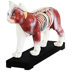 Akupunktur anatomie tcm gebraucht kaufen  Wird an jeden Ort in Deutschland