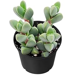 Sprout green ice for sale  Delivered anywhere in USA 