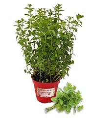 Piantine orto menta usato  Spedito ovunque in Italia 