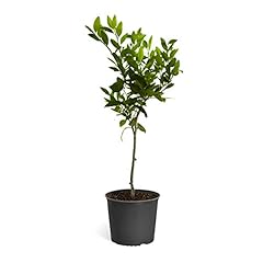 Brighter blooms navel for sale  Delivered anywhere in USA 