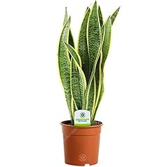 Gardenersdream sansevieria lau for sale  Delivered anywhere in UK