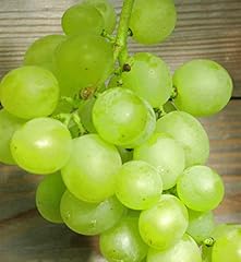 Weinrebe millenium kernlose gebraucht kaufen  Wird an jeden Ort in Deutschland