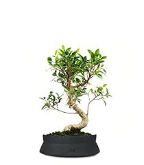 Ficus retusa bonsai usato  Spedito ovunque in Italia 