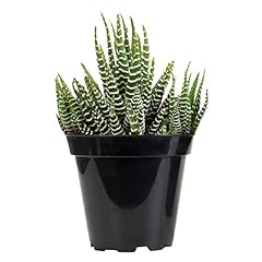 Altman plants haworthia for sale  Delivered anywhere in USA 