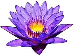 Live waterlilies rhizome for sale  Delivered anywhere in USA 