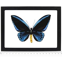 Bicbugs urvillianus blue for sale  Delivered anywhere in USA 