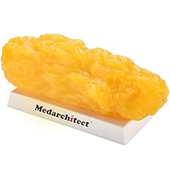 Medarchitect authentic human for sale  Delivered anywhere in USA 