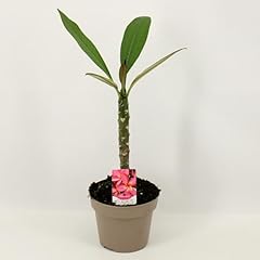 Plumeria bordeaux topf gebraucht kaufen  Wird an jeden Ort in Deutschland