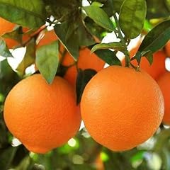 Honey tangerine tree for sale  Delivered anywhere in USA 