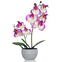 Joyerace purple orchid for sale  Delivered anywhere in USA 