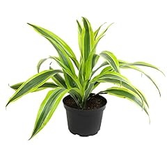 Dragon tree easy for sale  Delivered anywhere in USA 