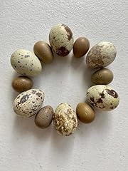 Button coturnix quail for sale  Delivered anywhere in USA 