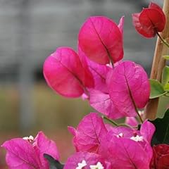 Pianta vera bougainvillea usato  Spedito ovunque in Italia 