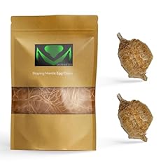 Usmantis praying mantis for sale  Delivered anywhere in USA 