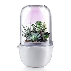Succulent pot grow for sale  Delivered anywhere in USA 