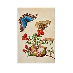 Maria sibylla merian gebraucht kaufen  Wird an jeden Ort in Deutschland