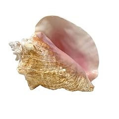 Tumbler home conch for sale  Delivered anywhere in USA 