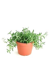 Shop succulents string for sale  Delivered anywhere in USA 