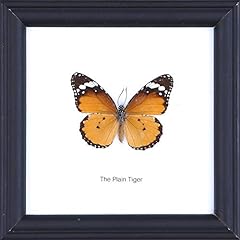Plain tiger butterfly for sale  Delivered anywhere in UK