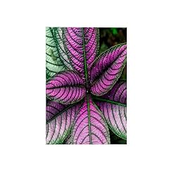 Rose persian shield for sale  Delivered anywhere in USA 