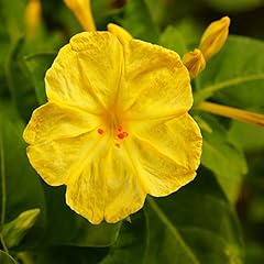 Outsidepride yellow four for sale  Delivered anywhere in USA 