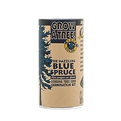 Blue spruce seed for sale  Delivered anywhere in USA 